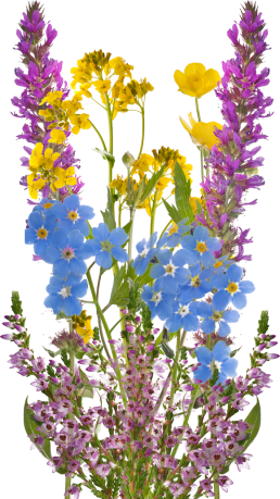 Wildflower Plantable cards