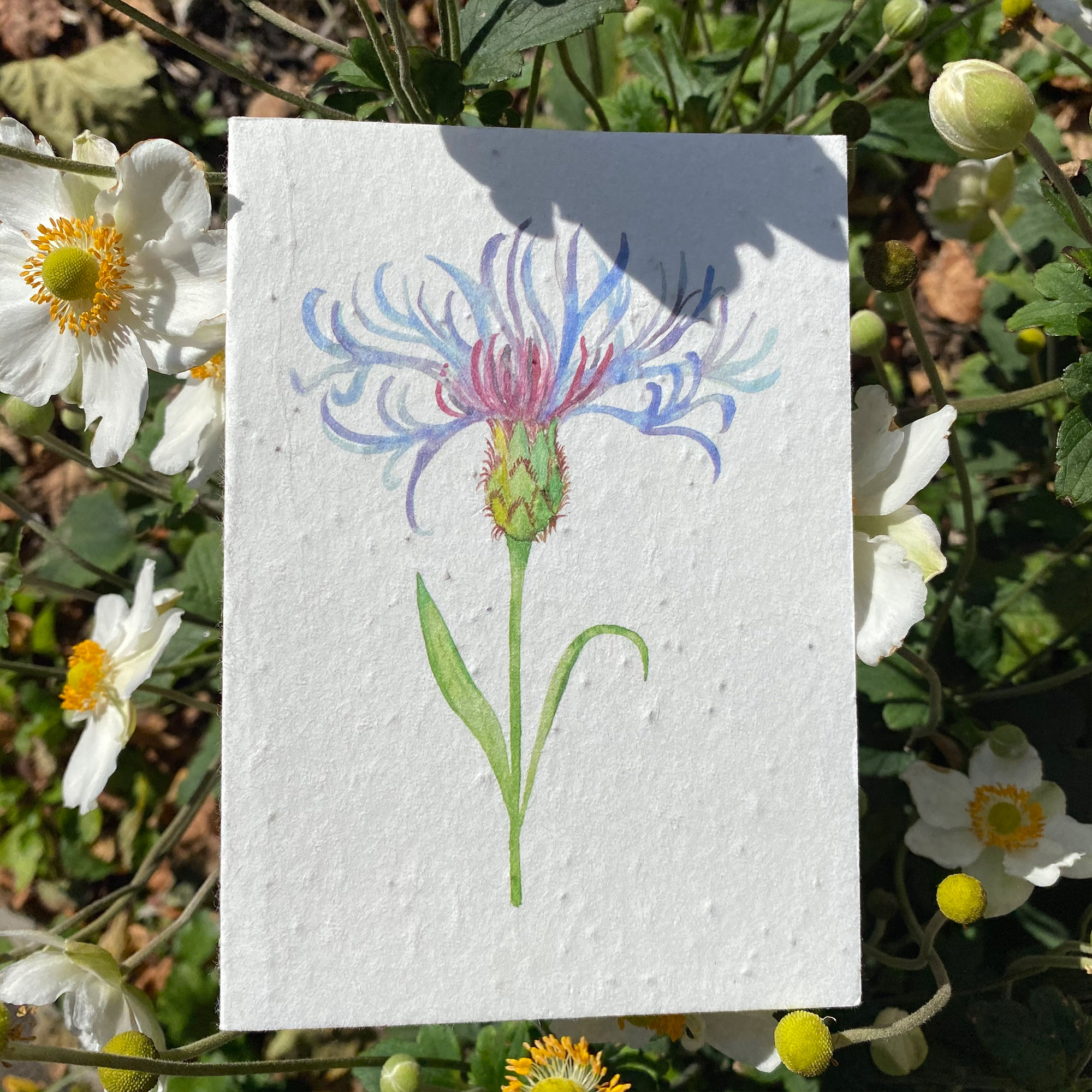 Centaurea Flower Plantable Card