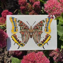 plantableFoxy Emperor Plantable Card card